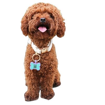 BPA free  silicone silent dog tags Colourful color silicone dog neck tag on sale unique Silicone dog ID tags accessories
