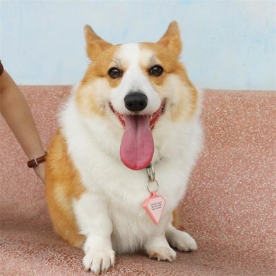 Wholesale low MOQ Cheap different shape many colors for options silicone blank dog tag name ID tag